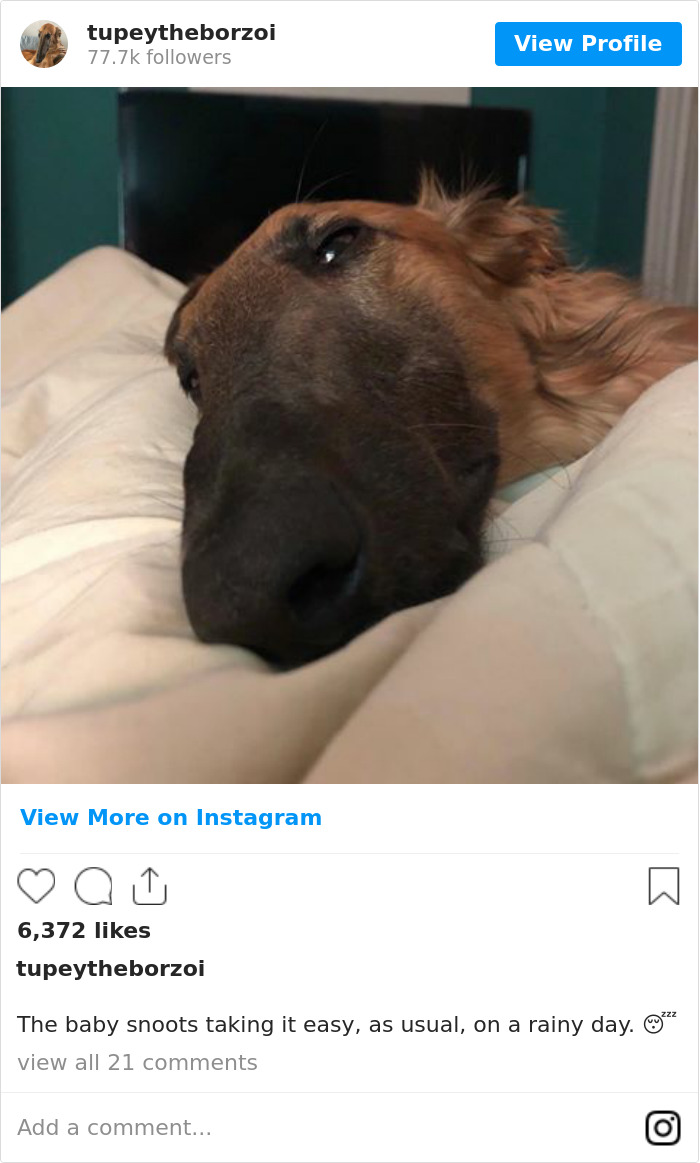 78K People Follow This Borzoi On Instagram For Her Adorably Long Snout 78K People Follow This Borzoi On Instagram For Her Adorably Long Snout
