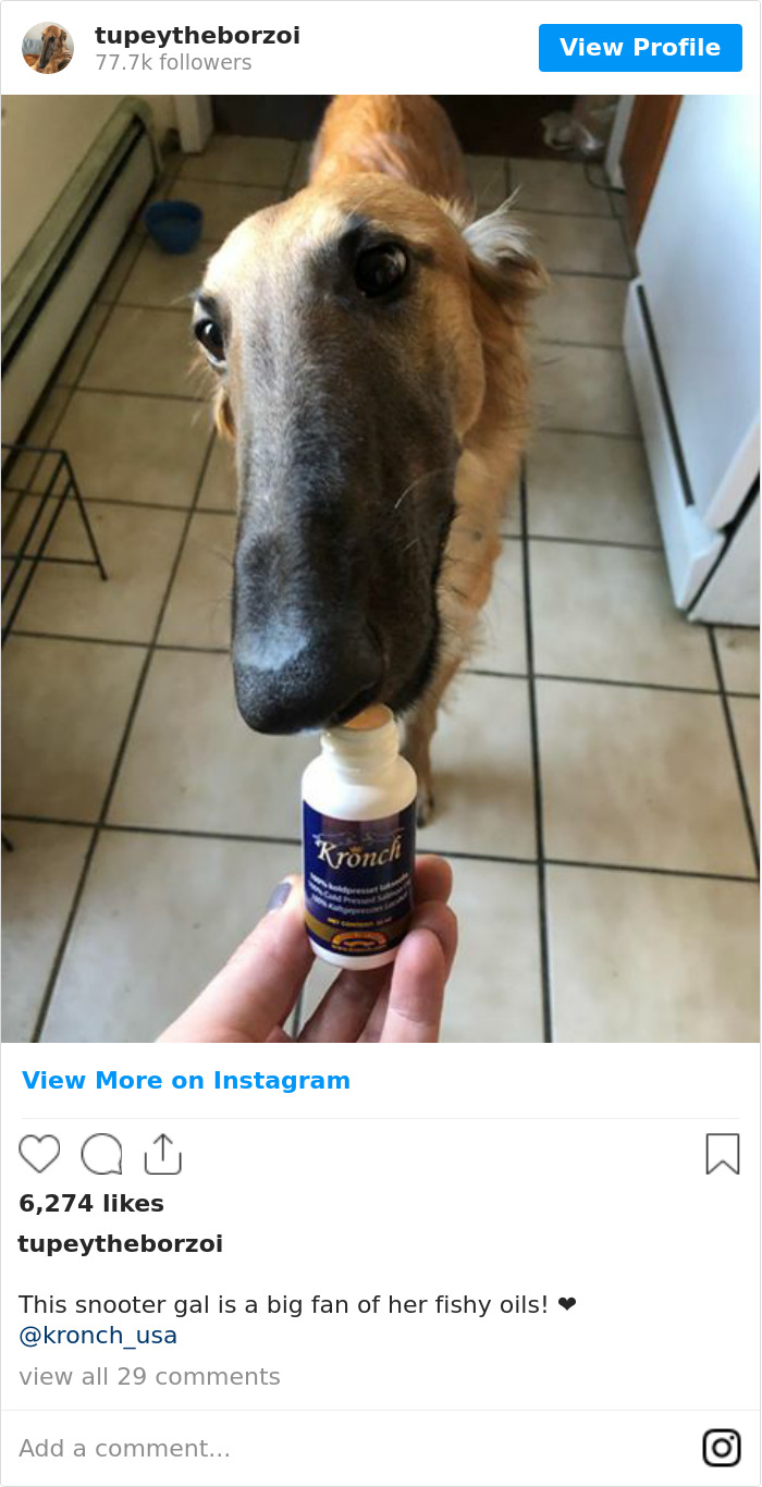 78K People Follow This Borzoi On Instagram For Her Adorably Long Snout 78K People Follow This Borzoi On Instagram For Her Adorably Long Snout