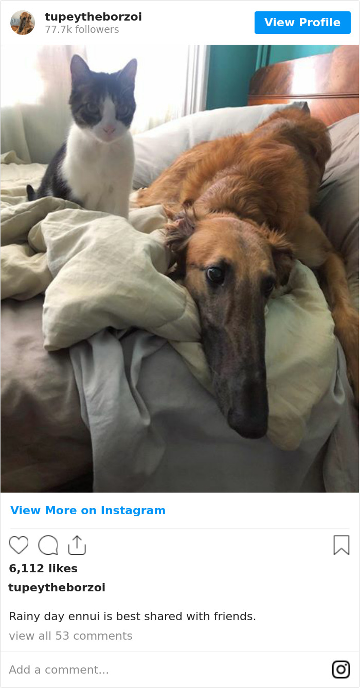 78K People Follow This Borzoi On Instagram For Her Adorably Long Snout 78K People Follow This Borzoi On Instagram For Her Adorably Long Snout
