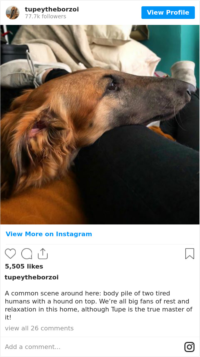 78K People Follow This Borzoi On Instagram For Her Adorably Long Snout 78K People Follow This Borzoi On Instagram For Her Adorably Long Snout