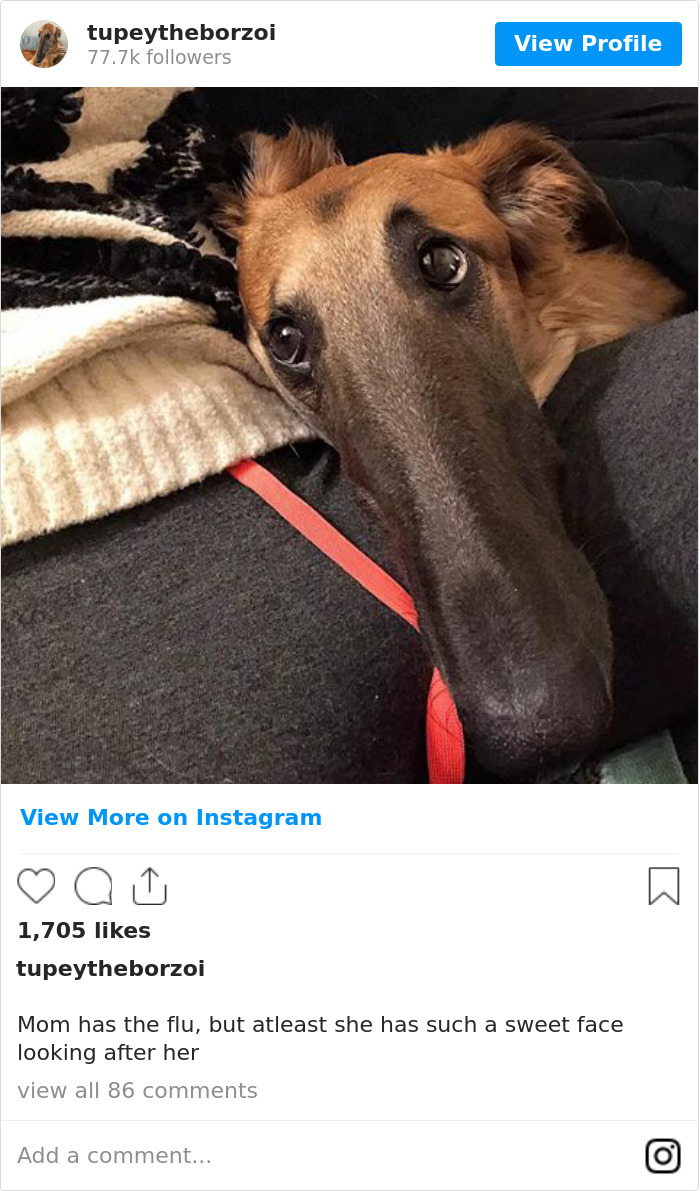 78K People Follow This Borzoi On Instagram For Her Adorably Long Snout 78K People Follow This Borzoi On Instagram For Her Adorably Long Snout