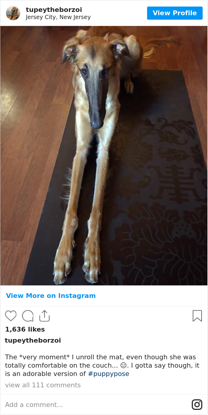78K People Follow This Borzoi On Instagram For Her Adorably Long Snout 78K People Follow This Borzoi On Instagram For Her Adorably Long Snout