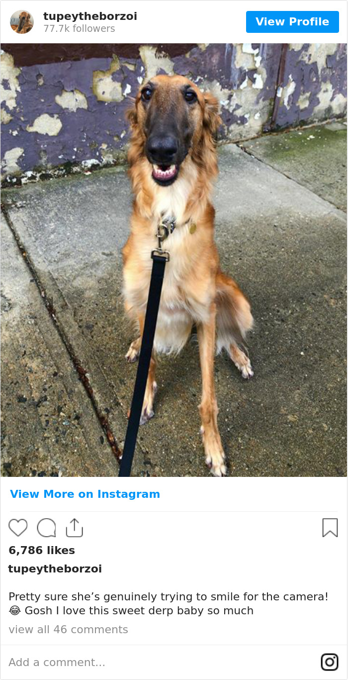 78K People Follow This Borzoi On Instagram For Her Adorably Long Snout 78K People Follow This Borzoi On Instagram For Her Adorably Long Snout