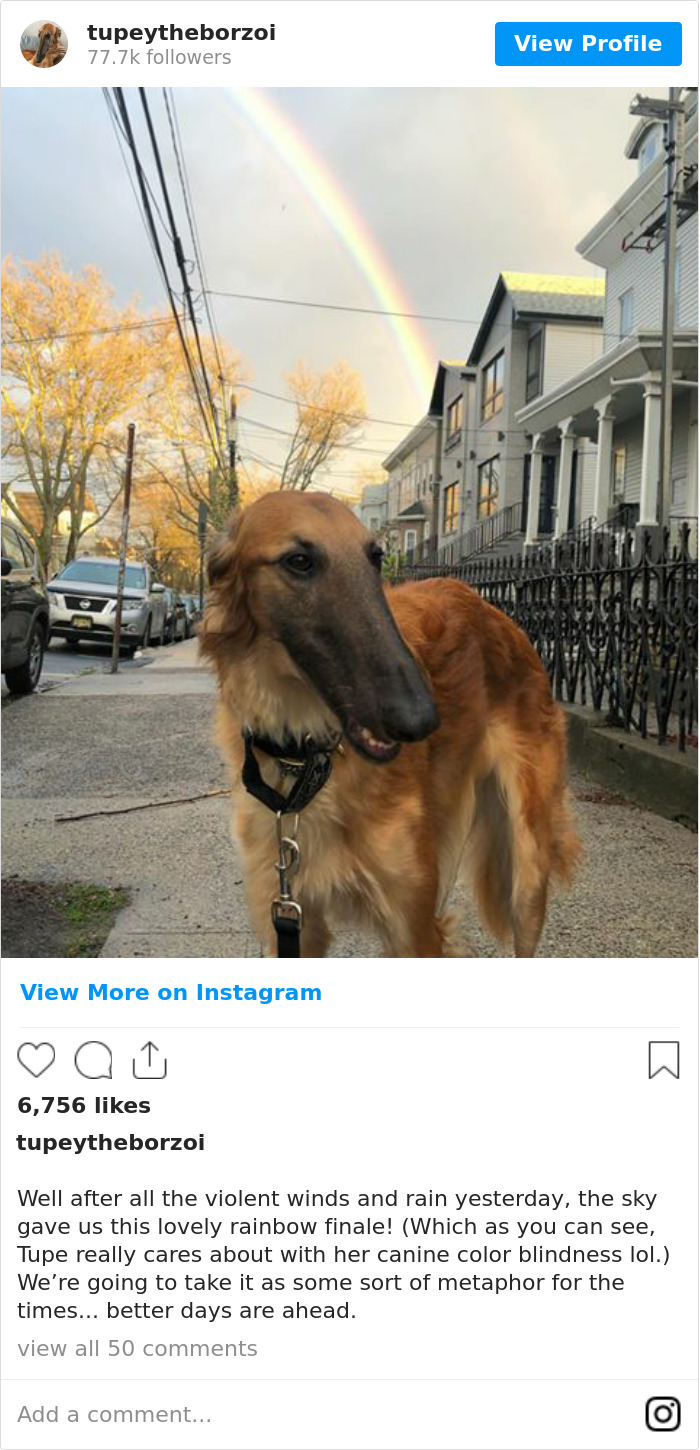 78K People Follow This Borzoi On Instagram For Her Adorably Long Snout 78K People Follow This Borzoi On Instagram For Her Adorably Long Snout