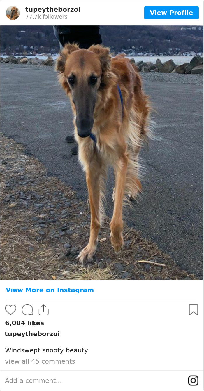 78K People Follow This Borzoi On Instagram For Her Adorably Long Snout 78K People Follow This Borzoi On Instagram For Her Adorably Long Snout
