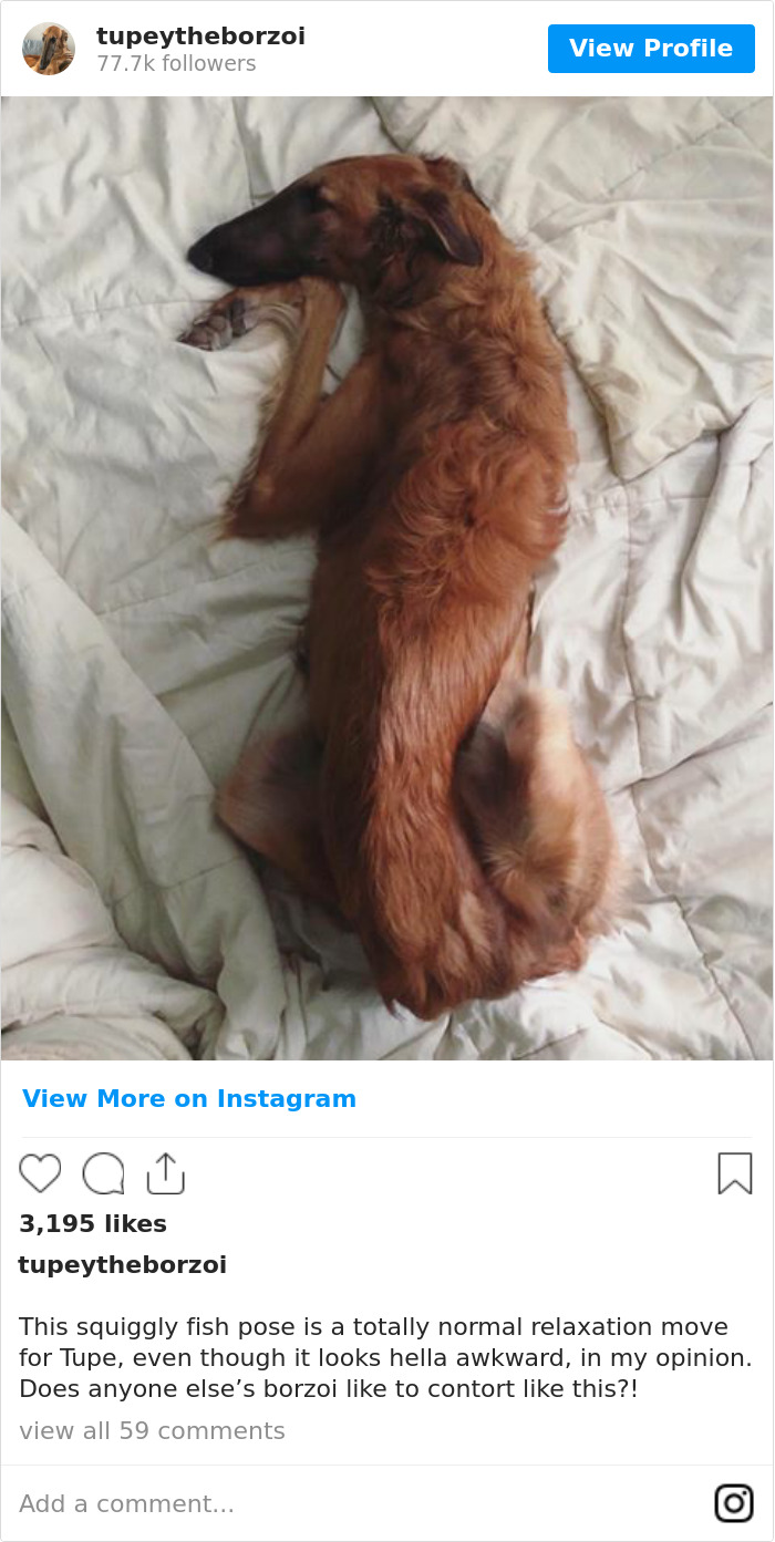 78K People Follow This Borzoi On Instagram For Her Adorably Long Snout 78K People Follow This Borzoi On Instagram For Her Adorably Long Snout