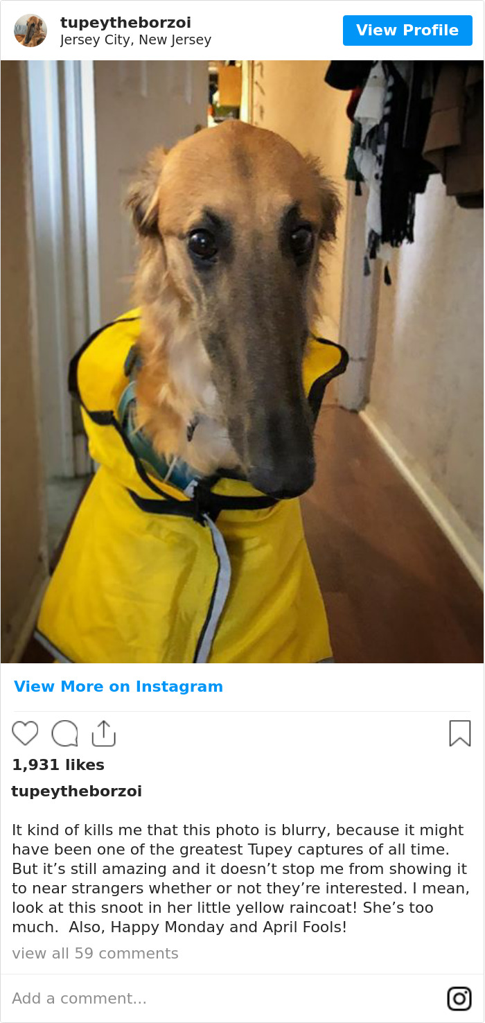 78K People Follow This Borzoi On Instagram For Her Adorably Long Snout 78K People Follow This Borzoi On Instagram For Her Adorably Long Snout