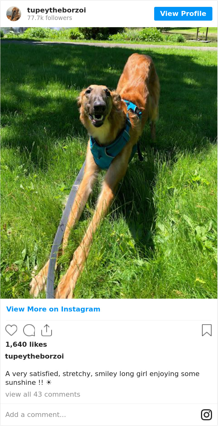 78K People Follow This Borzoi On Instagram For Her Adorably Long Snout 78K People Follow This Borzoi On Instagram For Her Adorably Long Snout