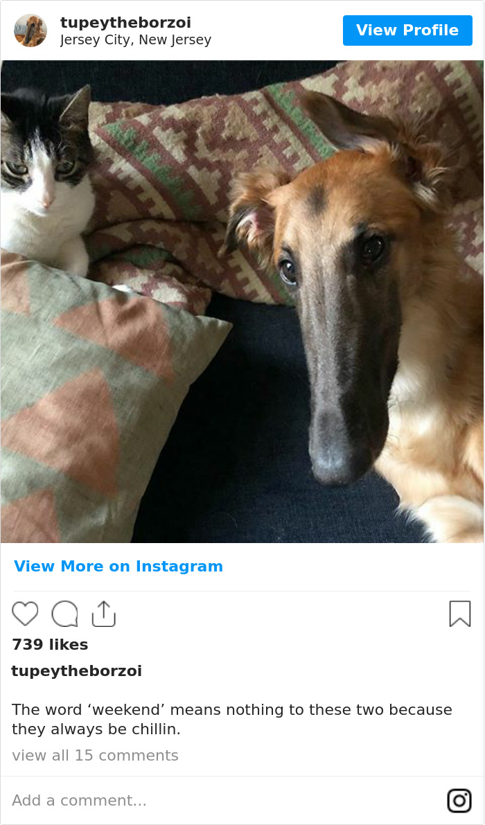 78K People Follow This Borzoi On Instagram For Her Adorably Long Snout 78K People Follow This Borzoi On Instagram For Her Adorably Long Snout