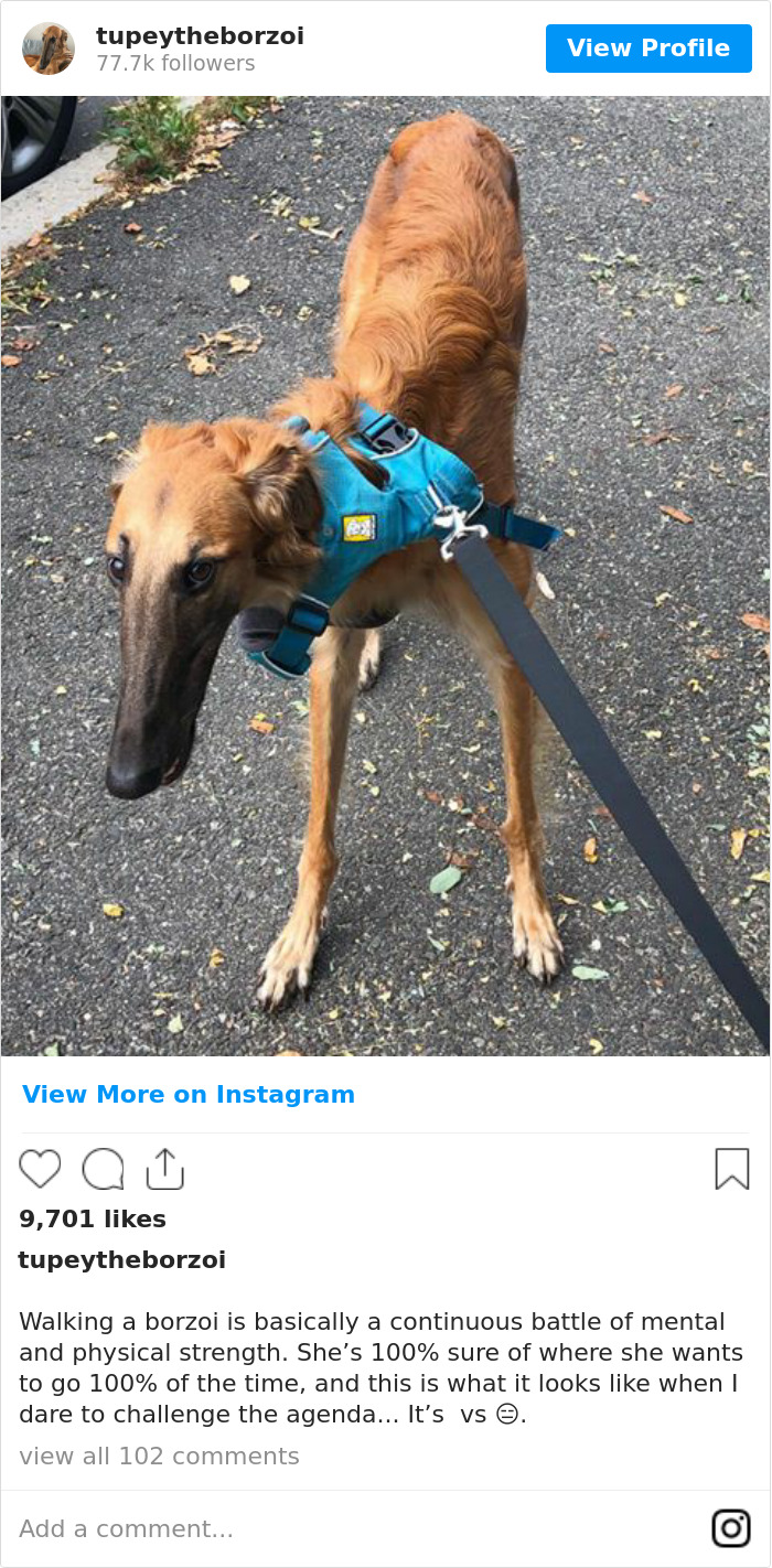 78K People Follow This Borzoi On Instagram For Her Adorably Long Snout 78K People Follow This Borzoi On Instagram For Her Adorably Long Snout