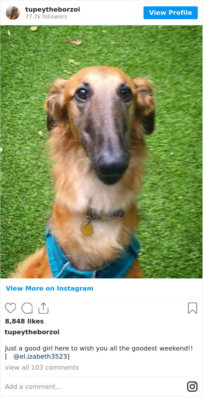 78K People Follow This Borzoi On Instagram For Her Adorably Long Snout 78K People Follow This Borzoi On Instagram For Her Adorably Long Snout