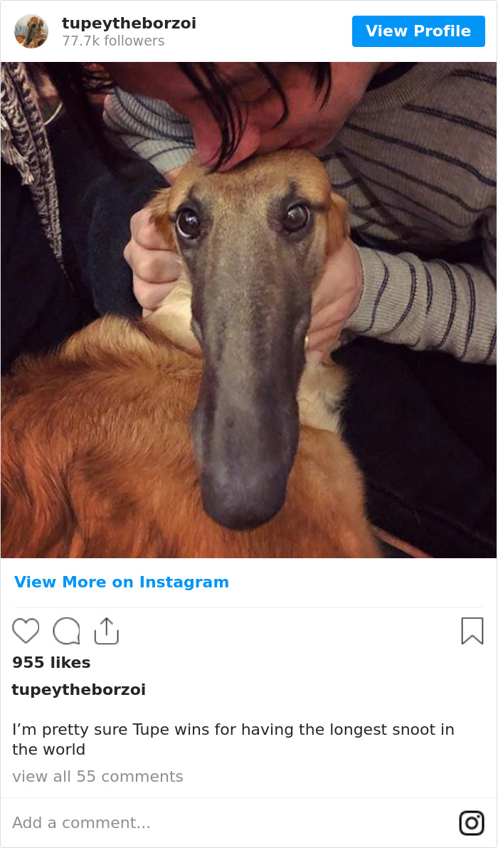 78K People Follow This Borzoi On Instagram For Her Adorably Long Snout 78K People Follow This Borzoi On Instagram For Her Adorably Long Snout
