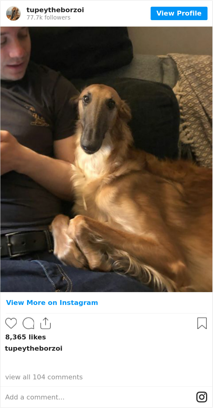 78K People Follow This Borzoi On Instagram For Her Adorably Long Snout 78K People Follow This Borzoi On Instagram For Her Adorably Long Snout
