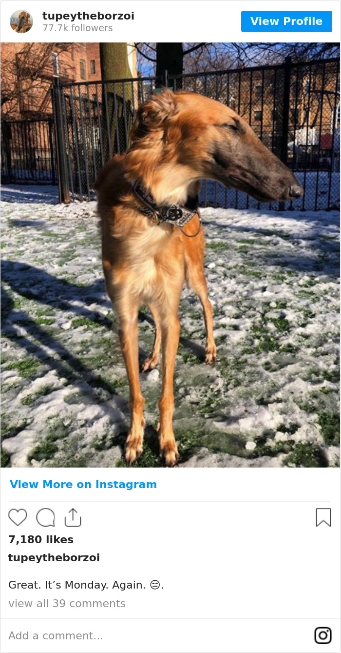 78K People Follow This Borzoi On Instagram For Her Adorably Long Snout 78K People Follow This Borzoi On Instagram For Her Adorably Long Snout
