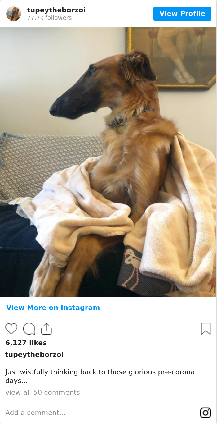 78K People Follow This Borzoi On Instagram For Her Adorably Long Snout 78K People Follow This Borzoi On Instagram For Her Adorably Long Snout