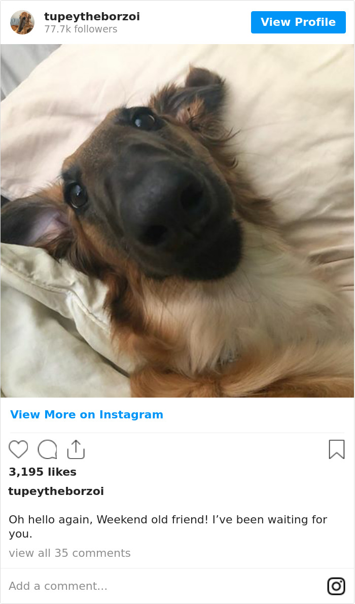 78K People Follow This Borzoi On Instagram For Her Adorably Long Snout 78K People Follow This Borzoi On Instagram For Her Adorably Long Snout
