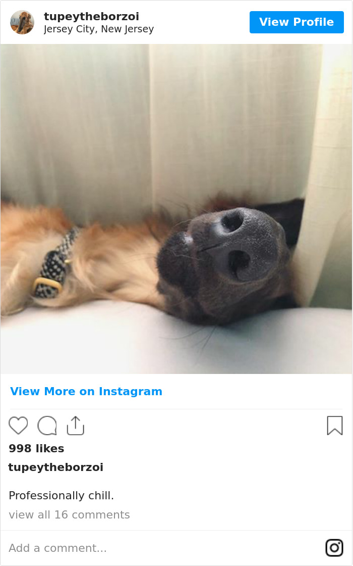 78K People Follow This Borzoi On Instagram For Her Adorably Long Snout 78K People Follow This Borzoi On Instagram For Her Adorably Long Snout