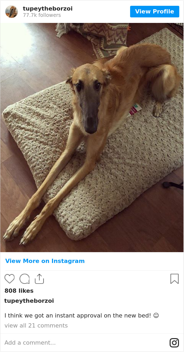 78K People Follow This Borzoi On Instagram For Her Adorably Long Snout 78K People Follow This Borzoi On Instagram For Her Adorably Long Snout