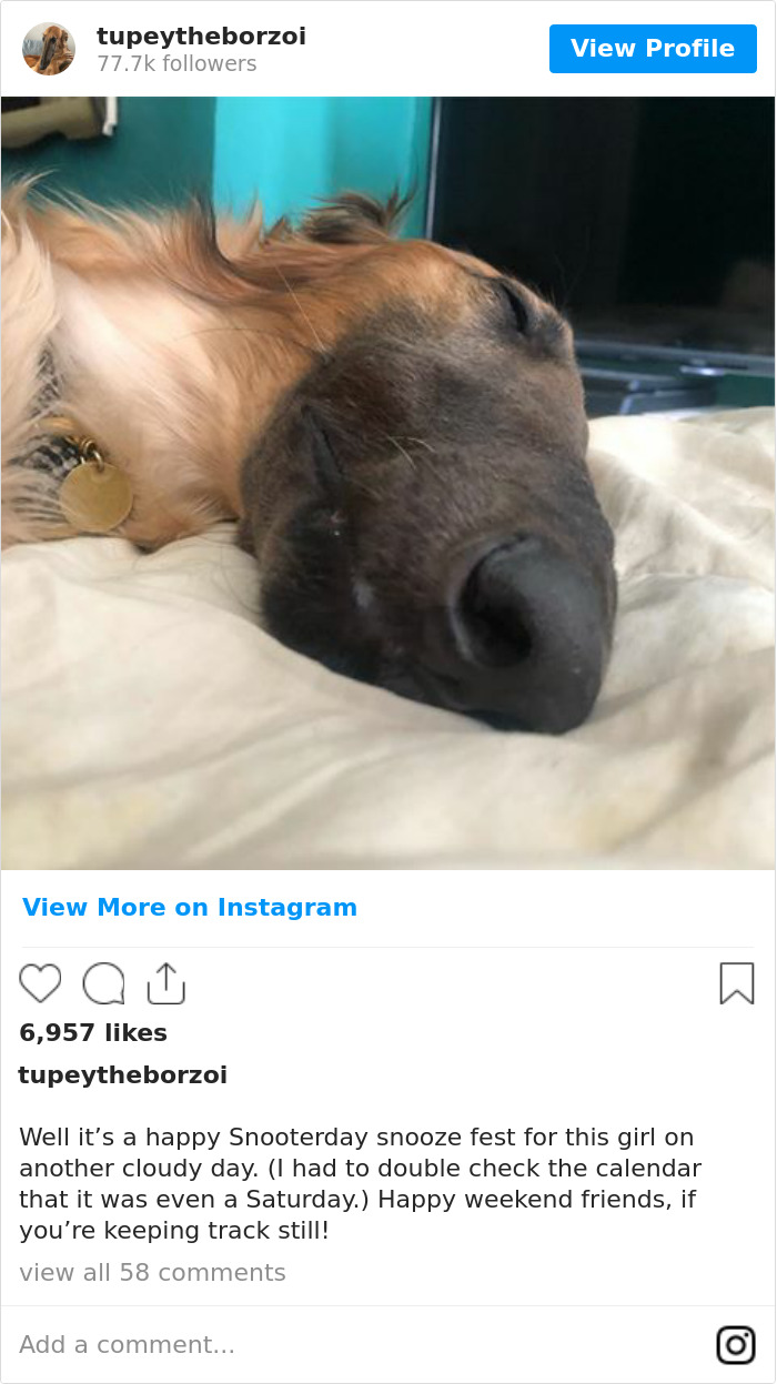 78K People Follow This Borzoi On Instagram For Her Adorably Long Snout 78K People Follow This Borzoi On Instagram For Her Adorably Long Snout