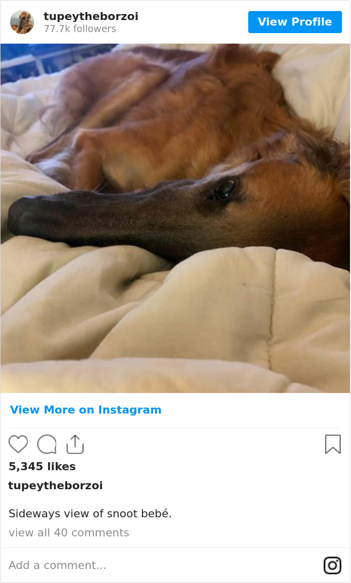 78K People Follow This Borzoi On Instagram For Her Adorably Long Snout 78K People Follow This Borzoi On Instagram For Her Adorably Long Snout