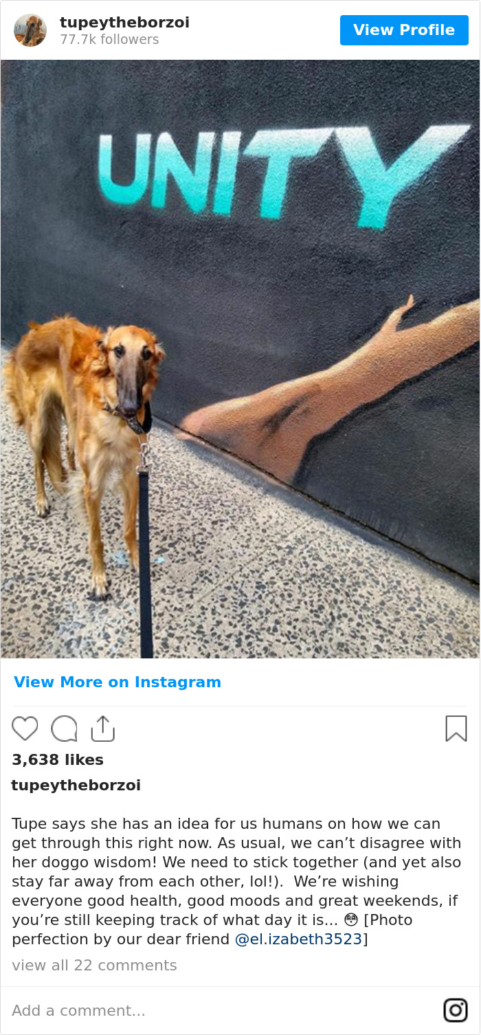 78K People Follow This Borzoi On Instagram For Her Adorably Long Snout 78K People Follow This Borzoi On Instagram For Her Adorably Long Snout