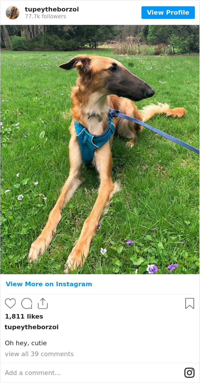 78K People Follow This Borzoi On Instagram For Her Adorably Long Snout 78K People Follow This Borzoi On Instagram For Her Adorably Long Snout