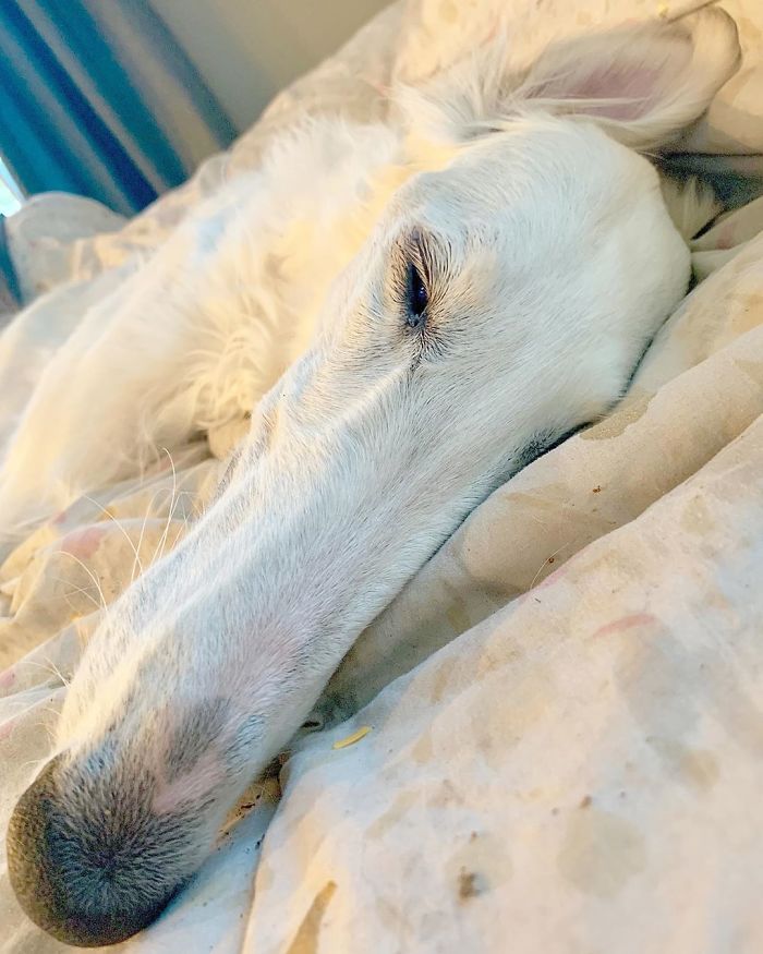 Internet Adores This Very Long Dog With Even Longer 12.2-Inch Snout (30 Pics) Internet Adores This Very Long Dog With Even Longer 12.2-Inch Snout (30 Pics)