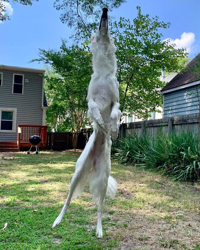 Internet Adores This Very Long Dog With Even Longer 12.2-Inch Snout (30 Pics) Internet Adores This Very Long Dog With Even Longer 12.2-Inch Snout (30 Pics)