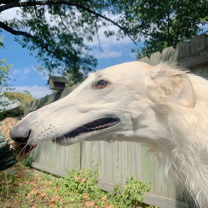 Internet Adores This Very Long Dog With Even Longer 12.2-Inch Snout (30 Pics) Internet Adores This Very Long Dog With Even Longer 12.2-Inch Snout (30 Pics)