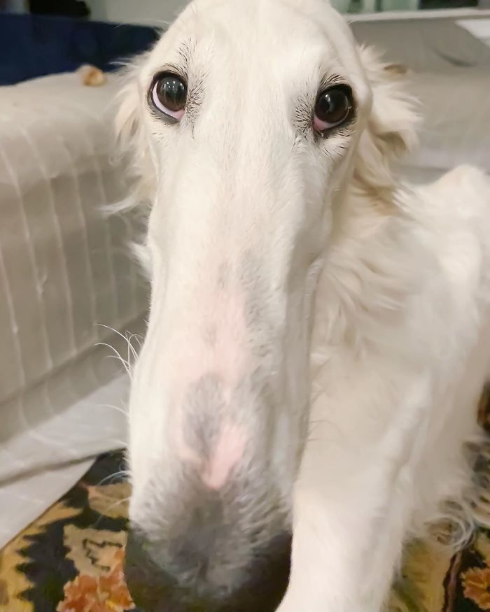 Internet Adores This Very Long Dog With Even Longer 12.2-Inch Snout (30 Pics) Internet Adores This Very Long Dog With Even Longer 12.2-Inch Snout (30 Pics)