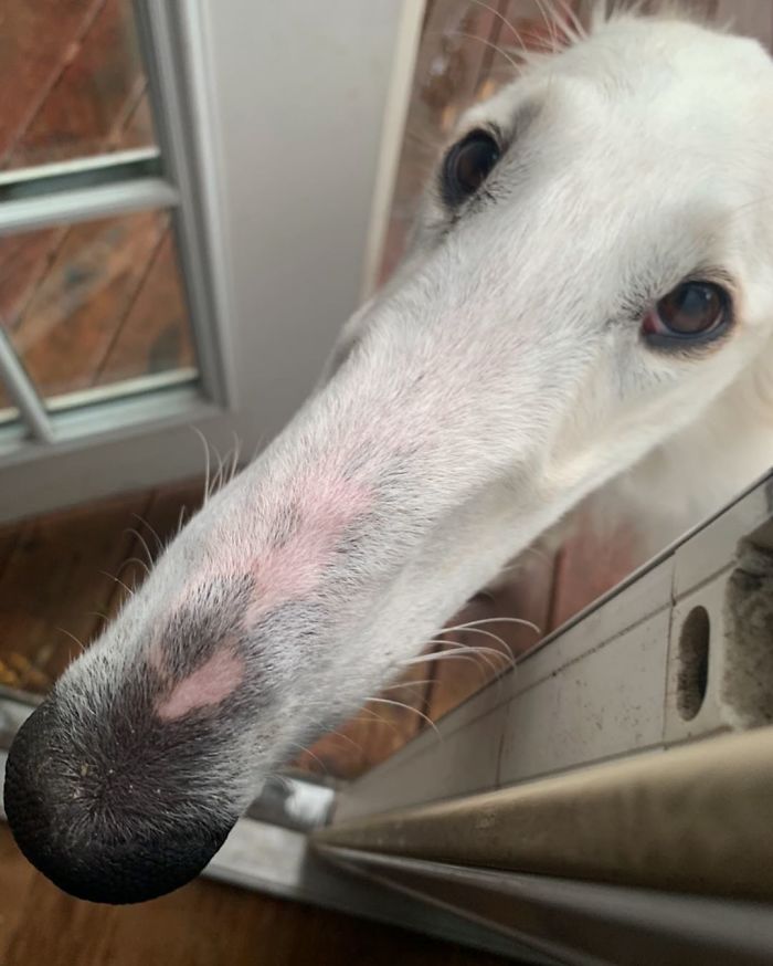Internet Adores This Very Long Dog With Even Longer 12.2-Inch Snout (30 Pics) Internet Adores This Very Long Dog With Even Longer 12.2-Inch Snout (30 Pics)