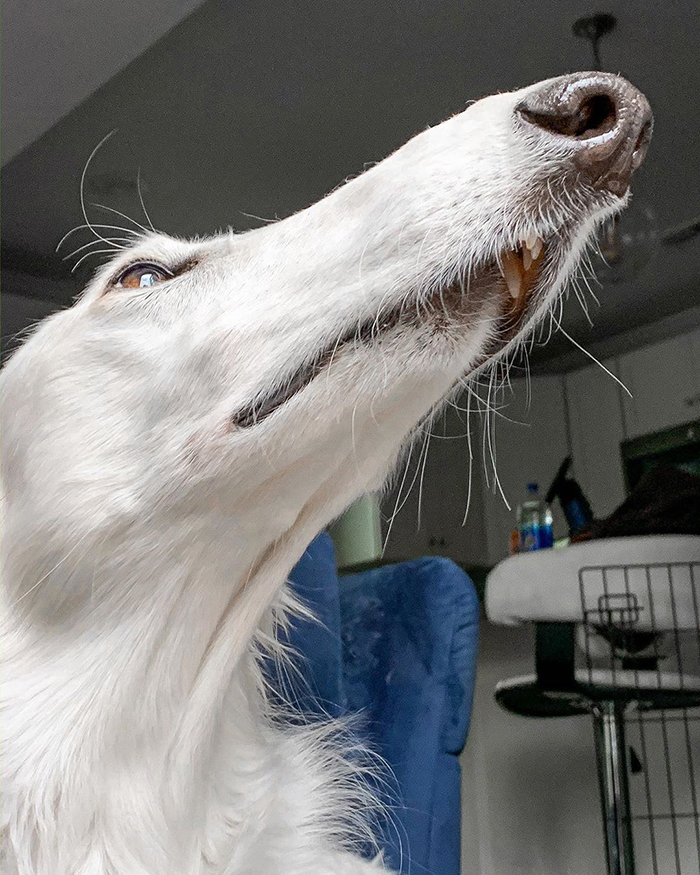 Internet Adores This Very Long Dog With Even Longer 12.2-Inch Snout (30 Pics) Internet Adores This Very Long Dog With Even Longer 12.2-Inch Snout (30 Pics)
