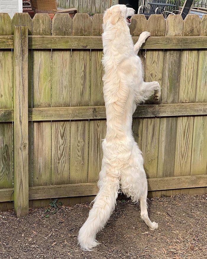 Internet Adores This Very Long Dog With Even Longer 12.2-Inch Snout (30 Pics) Internet Adores This Very Long Dog With Even Longer 12.2-Inch Snout (30 Pics)