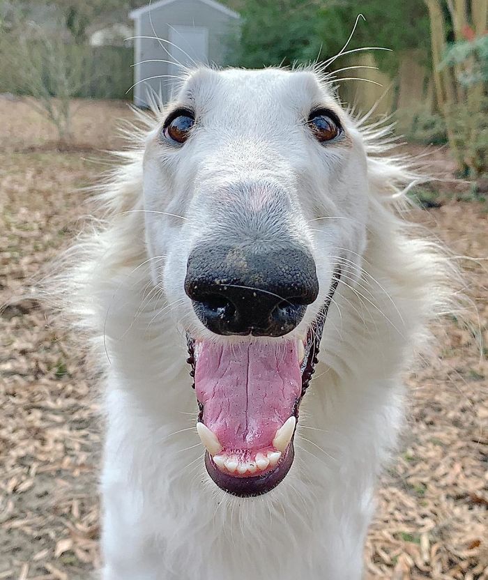 Internet Adores This Very Long Dog With Even Longer 12.2-Inch Snout (30 Pics) Internet Adores This Very Long Dog With Even Longer 12.2-Inch Snout (30 Pics)