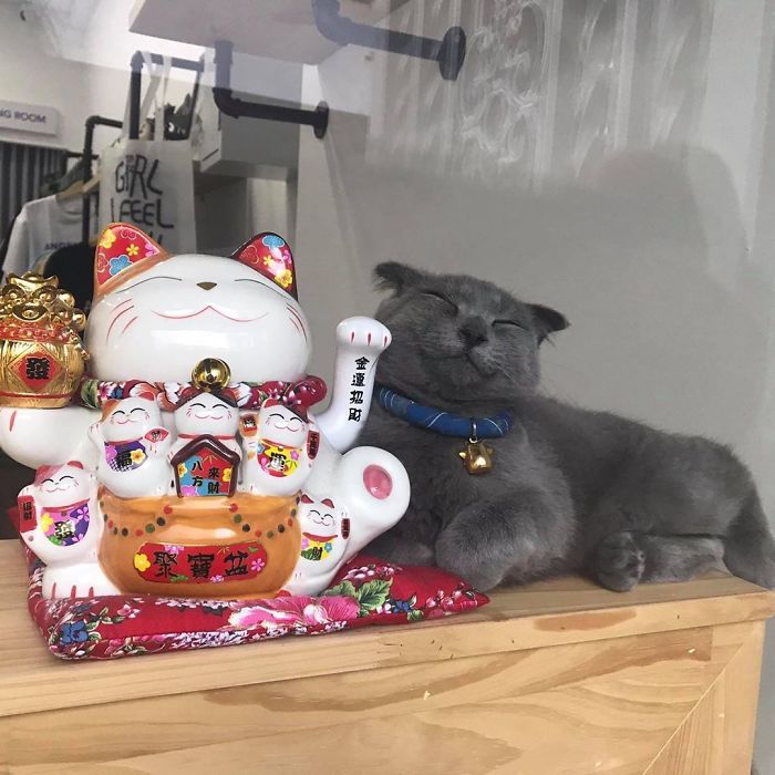 50 Wholesome Cat Posts To Make You Feel Warm Inside 50 Wholesome Cat Posts To Make You Feel Warm Inside