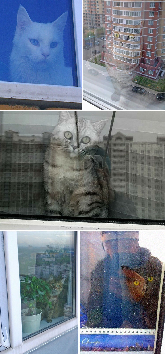 50 Wholesome Cat Posts To Make You Feel Warm Inside 50 Wholesome Cat Posts To Make You Feel Warm Inside