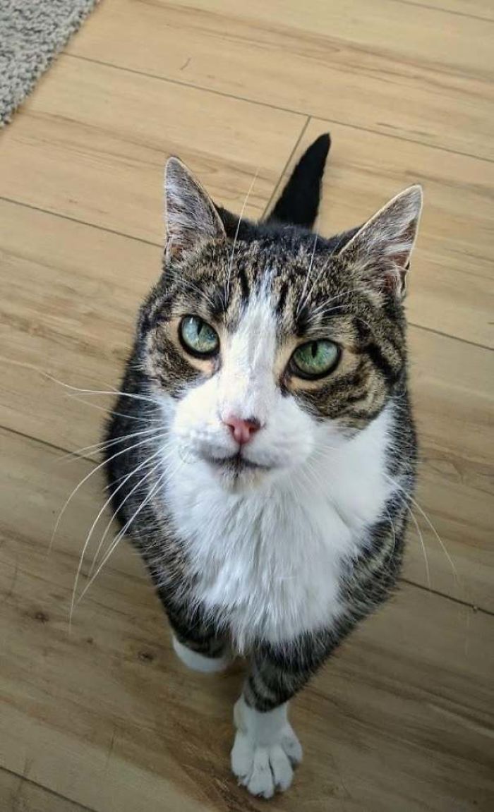 50 Wholesome Cat Posts To Make You Feel Warm Inside 50 Wholesome Cat Posts To Make You Feel Warm Inside