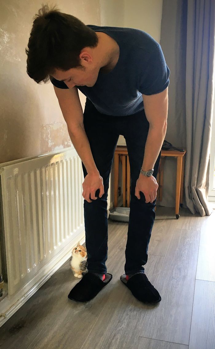 50 Wholesome Cat Posts To Make You Feel Warm Inside 50 Wholesome Cat Posts To Make You Feel Warm Inside