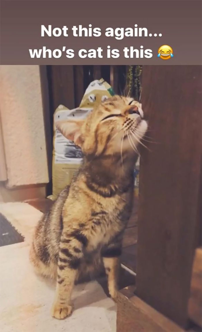 Woman Hilariously Documents Her Attempt To Take Care Of The Cat Who Wouldn&#8217;t Stop Visiting Her