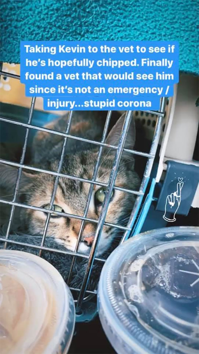 Woman Hilariously Documents Her Attempt To Take Care Of The Cat Who Wouldn&#8217;t Stop Visiting Her