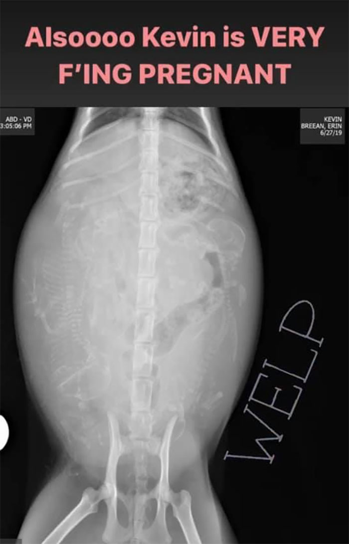 Woman Hilariously Documents Her Attempt To Take Care Of The Cat Who Wouldn&#8217;t Stop Visiting Her