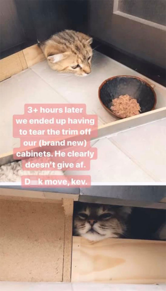 Woman Hilariously Documents Her Attempt To Take Care Of The Cat Who Wouldn&#8217;t Stop Visiting Her
