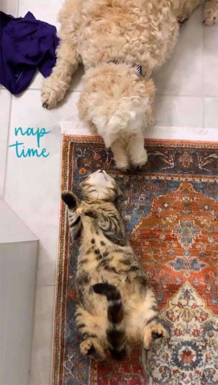 Woman Hilariously Documents Her Attempt To Take Care Of The Cat Who Wouldn&#8217;t Stop Visiting Her