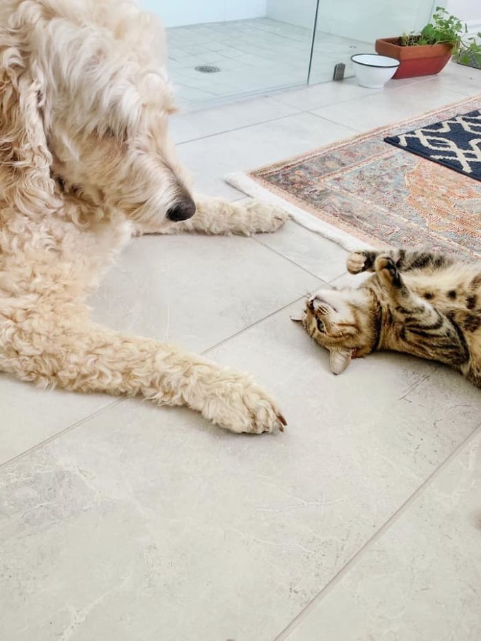 Woman Hilariously Documents Her Attempt To Take Care Of The Cat Who Wouldn&#8217;t Stop Visiting Her