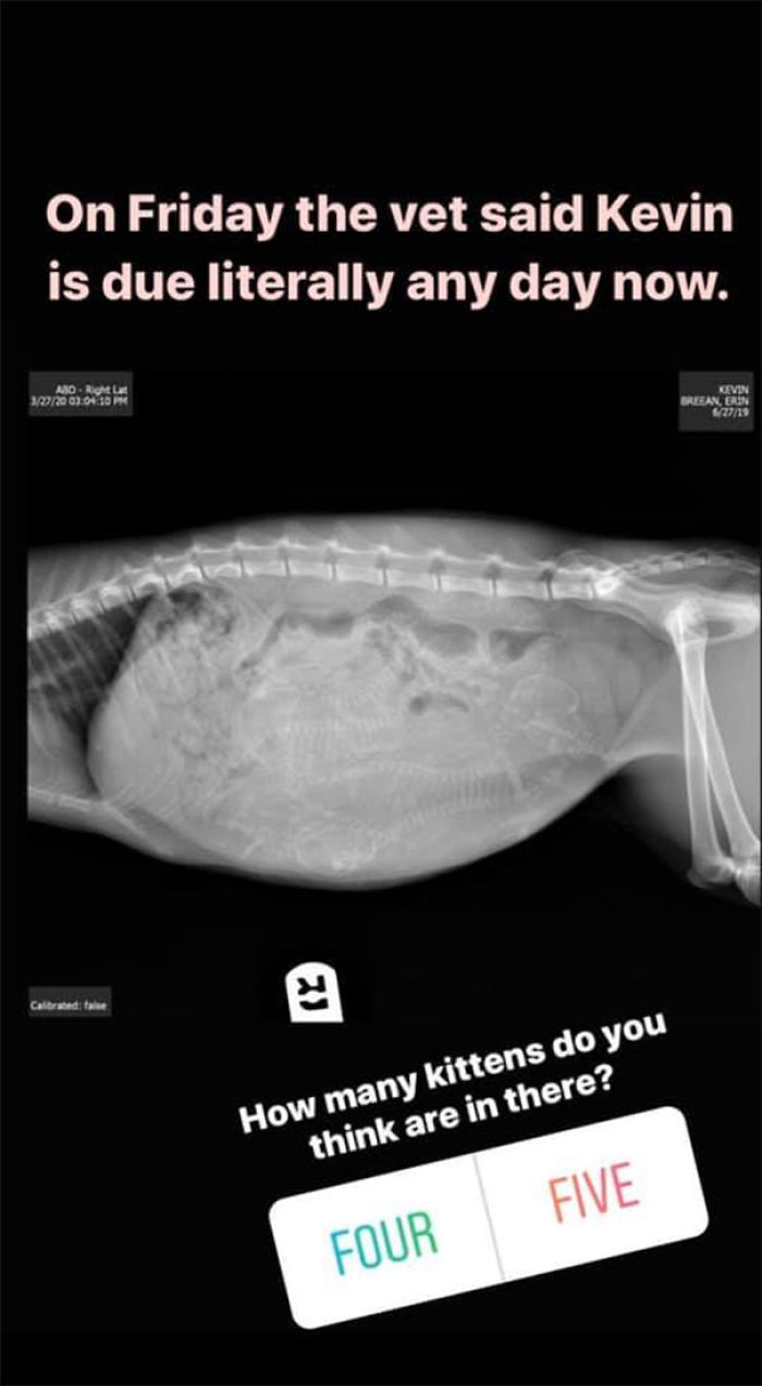 Woman Hilariously Documents Her Attempt To Take Care Of The Cat Who Wouldn&#8217;t Stop Visiting Her