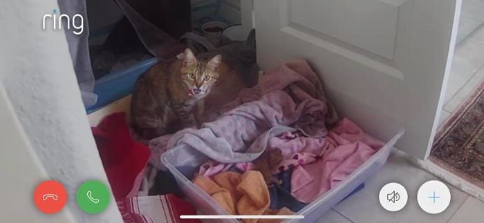 Woman Hilariously Documents Her Attempt To Take Care Of The Cat Who Wouldn&#8217;t Stop Visiting Her
