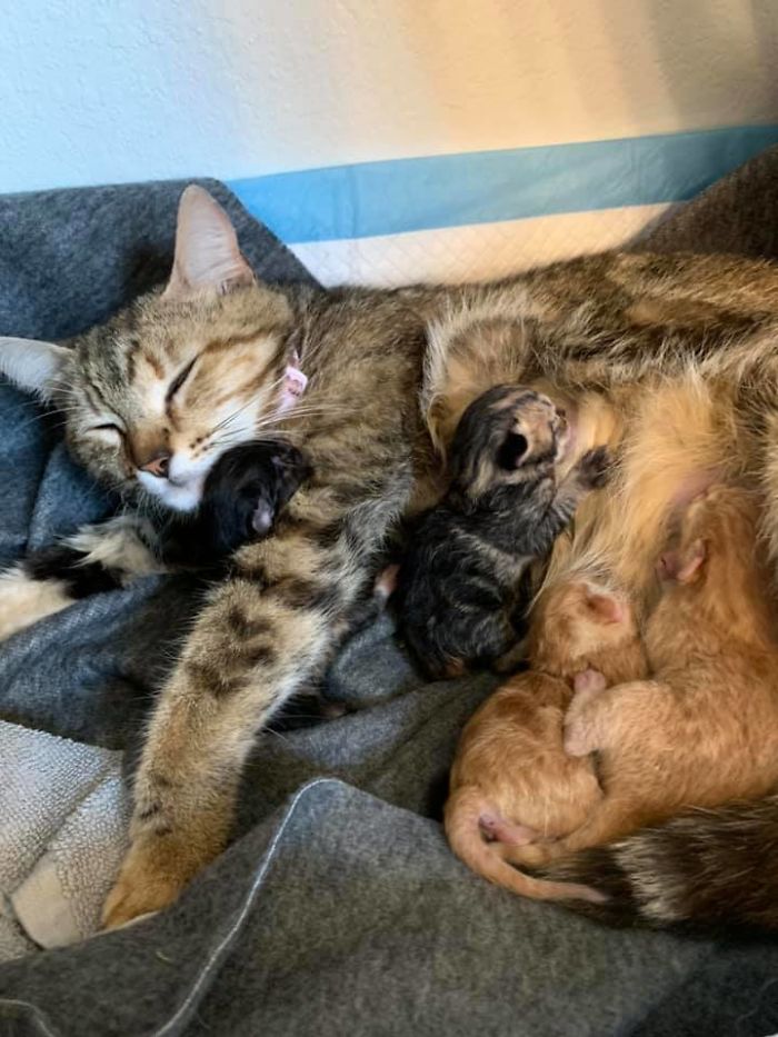 Woman Hilariously Documents Her Attempt To Take Care Of The Cat Who Wouldn&#8217;t Stop Visiting Her