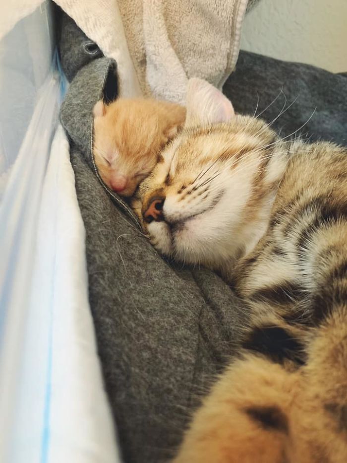 Woman Hilariously Documents Her Attempt To Take Care Of The Cat Who Wouldn&#8217;t Stop Visiting Her