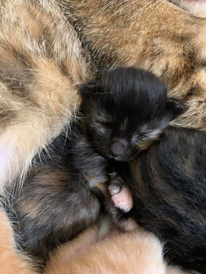 Woman Hilariously Documents Her Attempt To Take Care Of The Cat Who Wouldn&#8217;t Stop Visiting Her