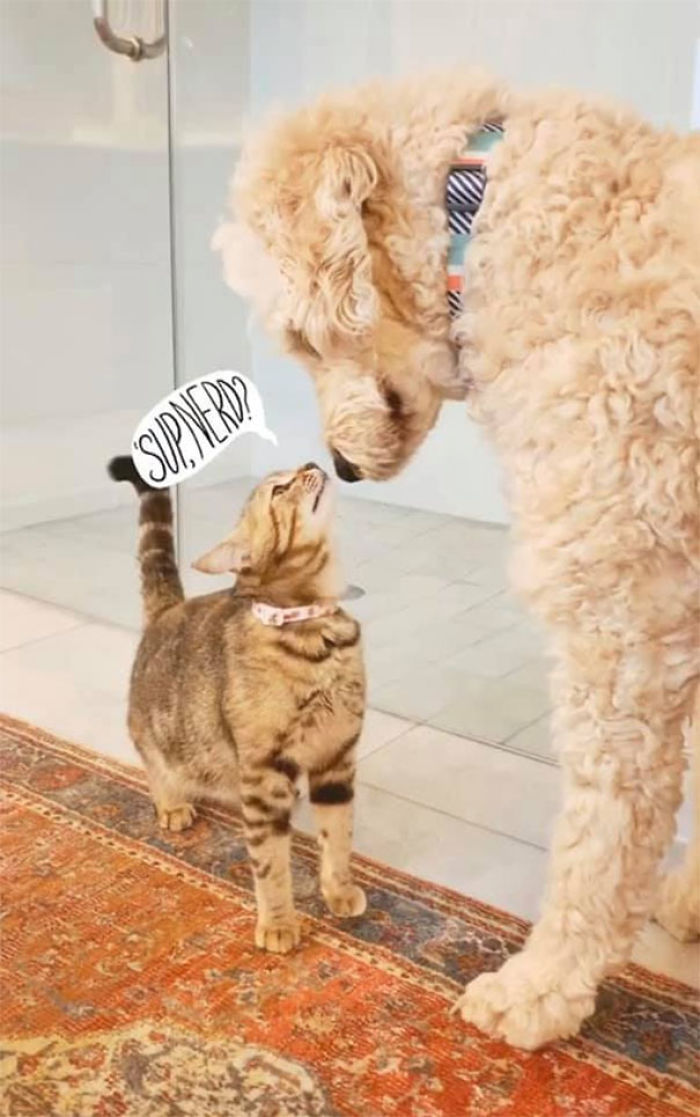 Woman Hilariously Documents Her Attempt To Take Care Of The Cat Who Wouldn&#8217;t Stop Visiting Her